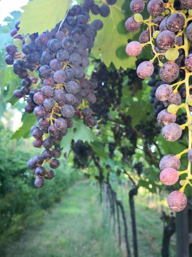 Appartamenti Bellini Bardolino Exteriör bild
